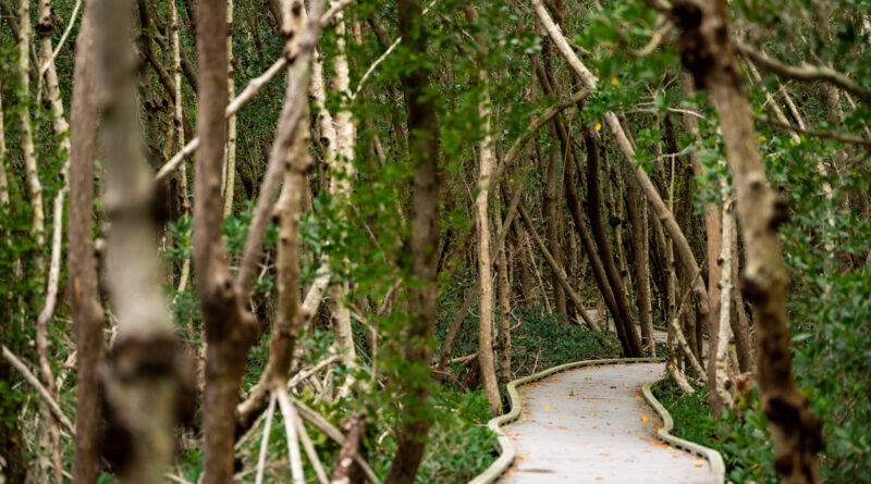 Four Mile Cove Ecological Preserve in Cape Coral Florida