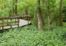 Bluebonnet Swamp Nature Center