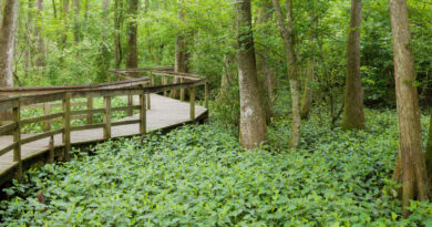 Bluebonnet Swamp Nature Center