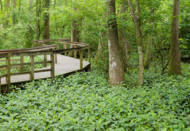 Bluebonnet Swamp Nature Center