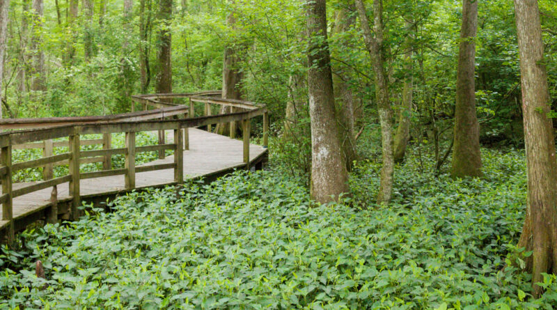 Bluebonnet Swamp Nature Center
