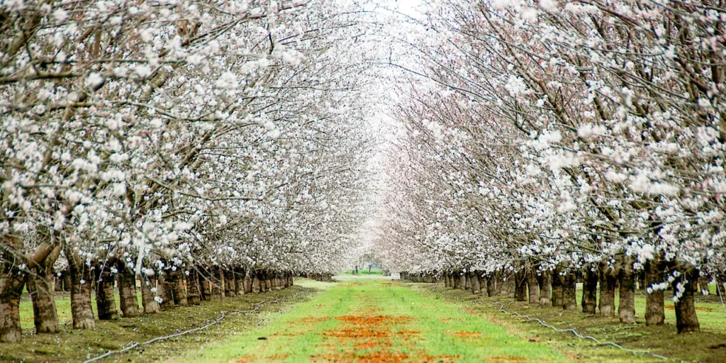 Modesto California fun facts