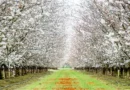Modesto California fun facts