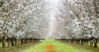 Modesto California fun facts