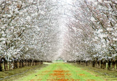 Modesto California fun facts