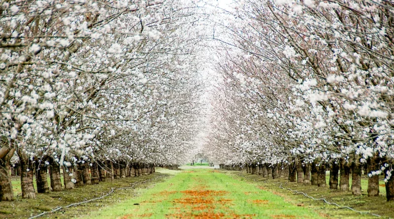 Modesto California fun facts