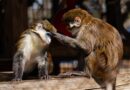 Gladys Porter Zoo: The Premier Tourist Destination in Brownsville, TX
