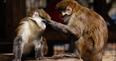 Gladys Porter Zoo: The Premier Tourist Destination in Brownsville, TX