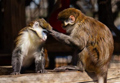 Gladys Porter Zoo: The Premier Tourist Destination in Brownsville, TX