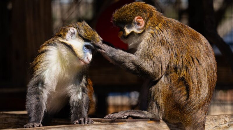 Gladys Porter Zoo: The Premier Tourist Destination in Brownsville, TX